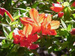 Rhododendron cultivars