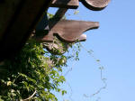 Fruit of the vine hangs from the top of the colonnade.