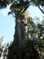 The Quinault Big Cedar, the world�s largest known western red cedar, at 174� tall and 19.5� diameter DBH [Diameter at breast height; the average diameter (outside the bark) of a tree 4.5 feet above mean ground level].