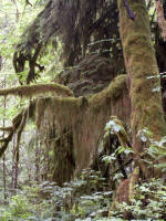 Close-up of moss in photo on left. In the Quinault Valley, maples�with clubmoss draperies�mingle with spruce and alder trees, more than in most rain forest communities.