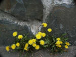 Dandelion, Taraxacum officinale, exquisitely opens up its bright golden blossoms at the base of a rock wall, making itself at home among many natives like the Jacob�s ladder (Polemonium pulcherrimum), & other flowers we saw here.