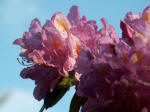 The genus Rhododendron (which includes azaleas) can be grown almost anywhere in the world�from the tropics to the Himalayas�and includes many cultivated hybrids.