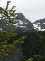 The largest tree native to Washington, the Douglas-Fir, is not a true fir. Mature trees have thick, deeply furrowed bark and 2� to 4-inch cones with long pitchfork bracts. Needles that cling to the twigs long after the conifer is chopped down makes this an excellent Christmas tree.