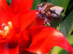 Frog perched on a blooming bromeliad in a terrarium, in Mannheim�s largest open space for recreation, known as City Park.